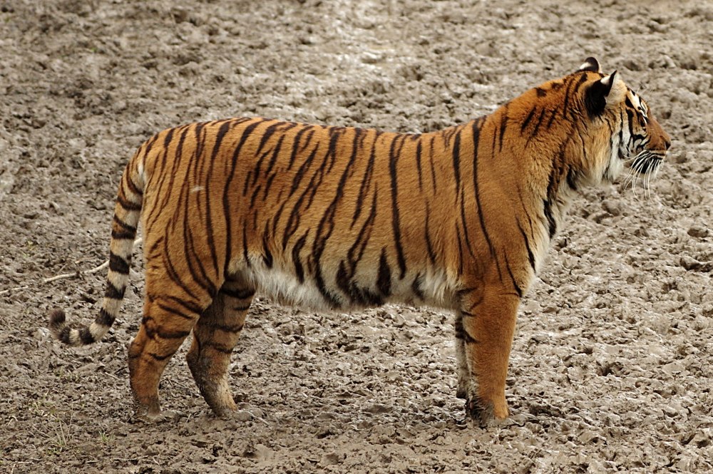 Tiger Walking with Shadow
