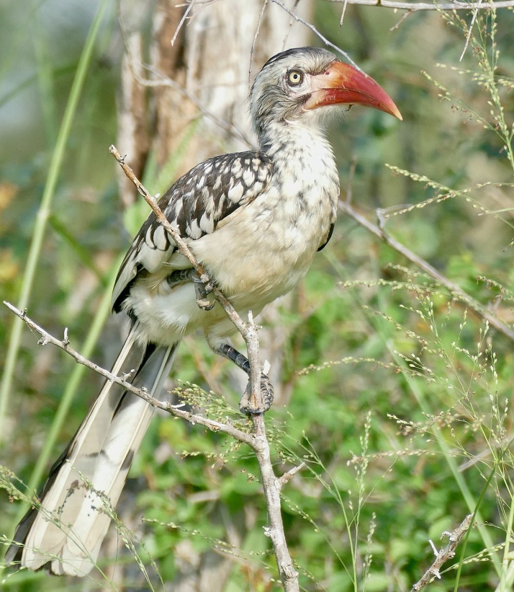 Tockus rufirostris