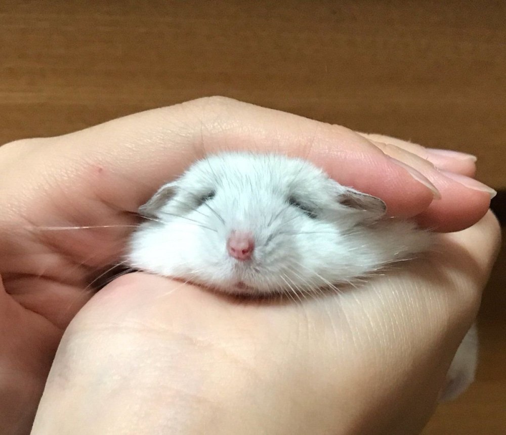 Маленькие джунгарские хомячки