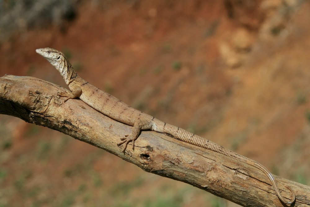 Varanus gilleni