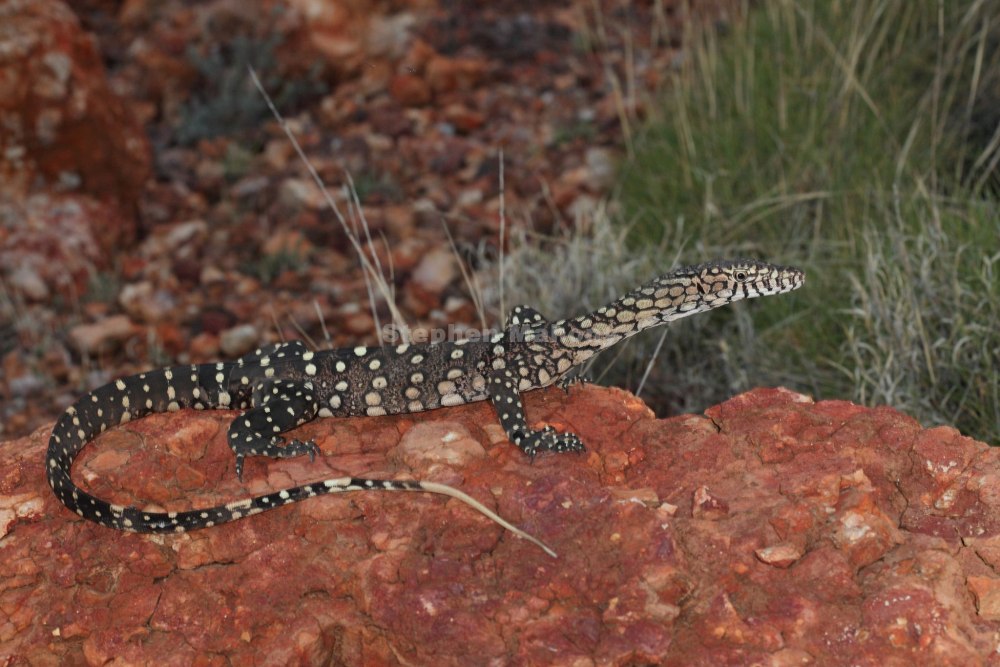 Rock Monitor Lizard
