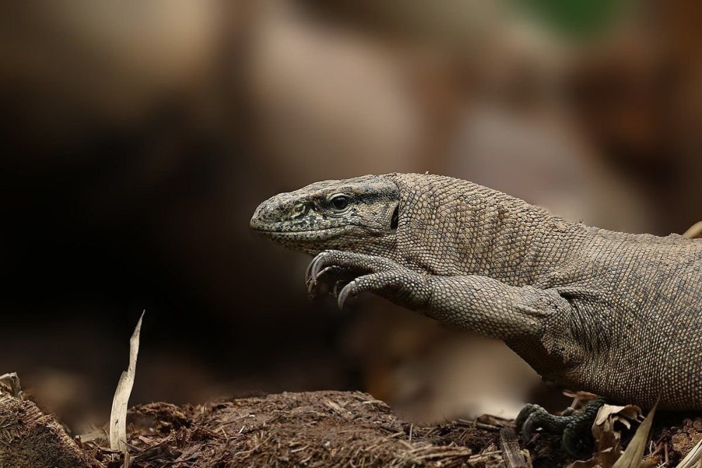 Бенгальский Варан