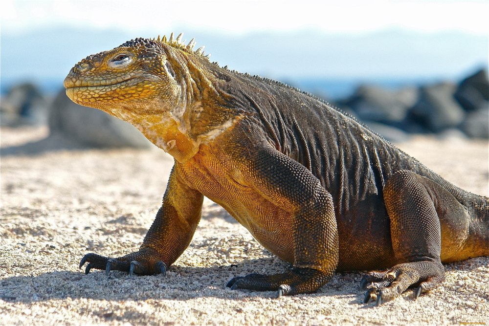 Вараны острова Комодо