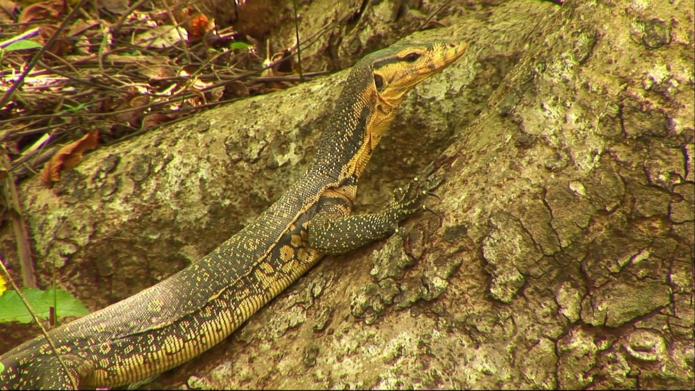 Полосатый Варан