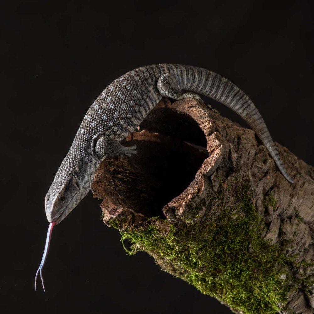 Капский Варан Varanus exanthematicus)