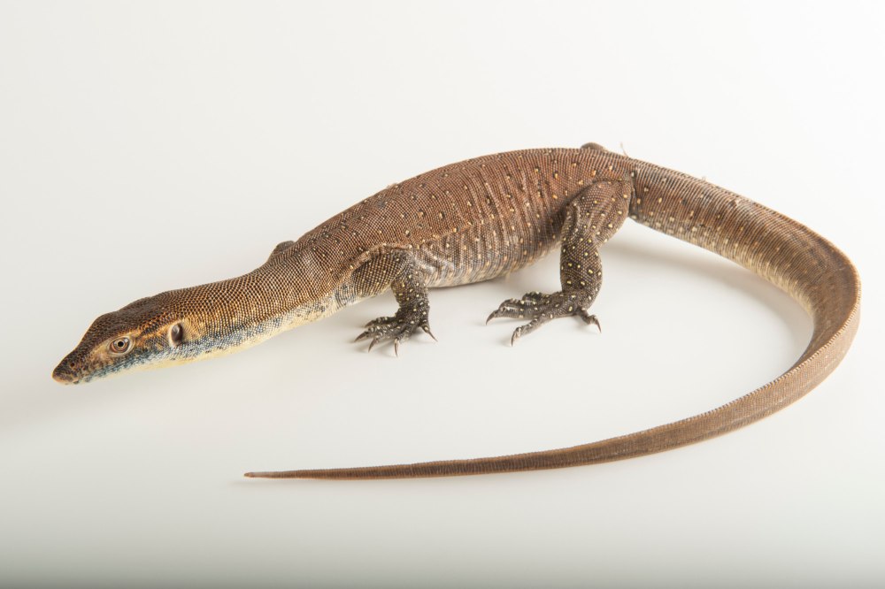 Тиморский Варан