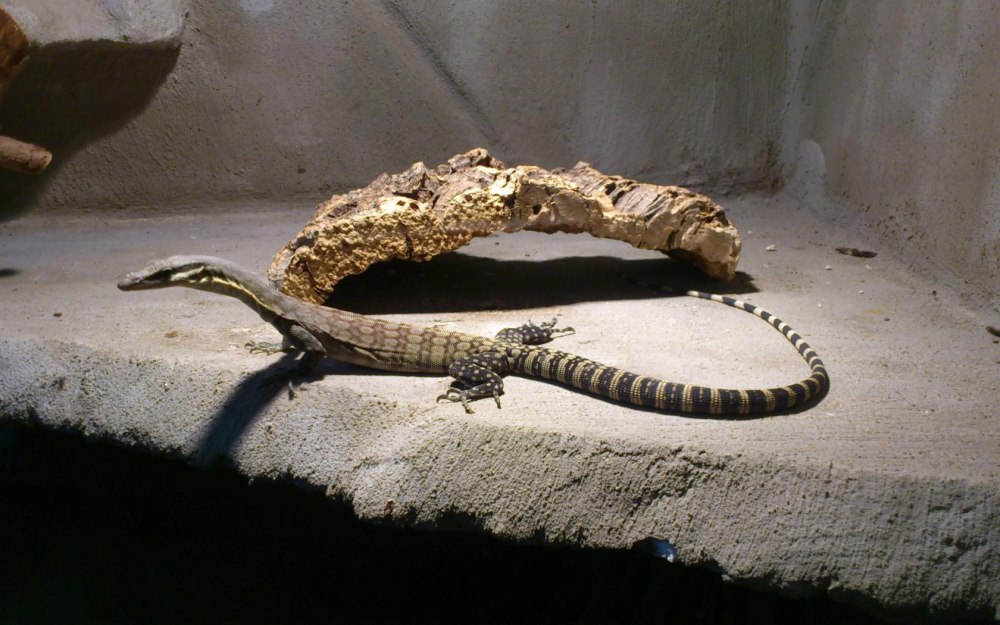 Карликовый скальный Варан