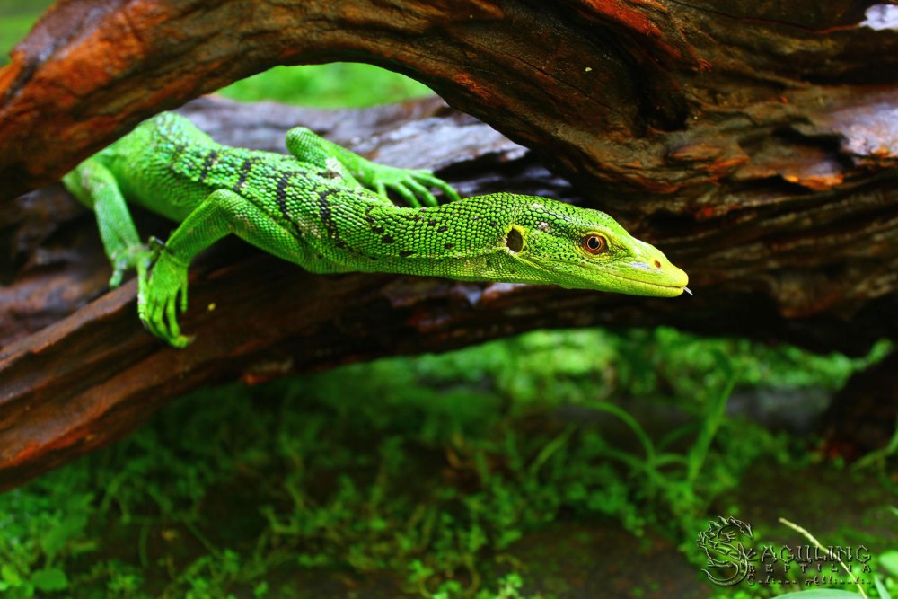 Изумрудный Варан