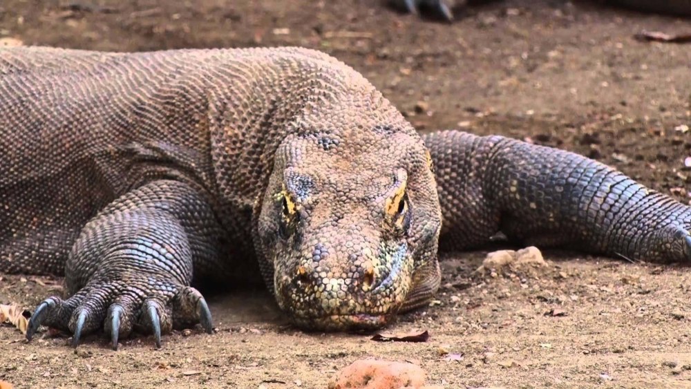 Комодский Варан зубы