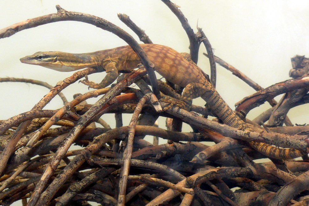 Варан Глауэрта