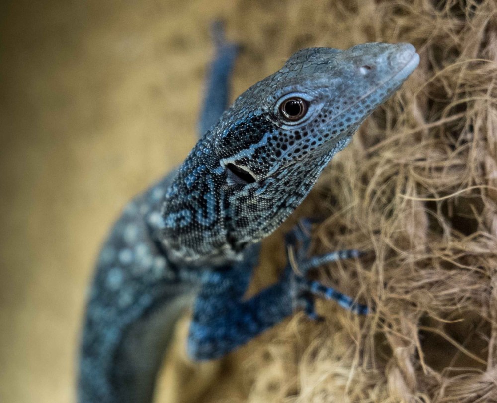 Varanus macraei