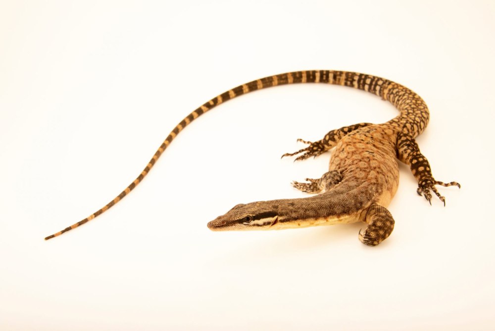 Varanus glauerti