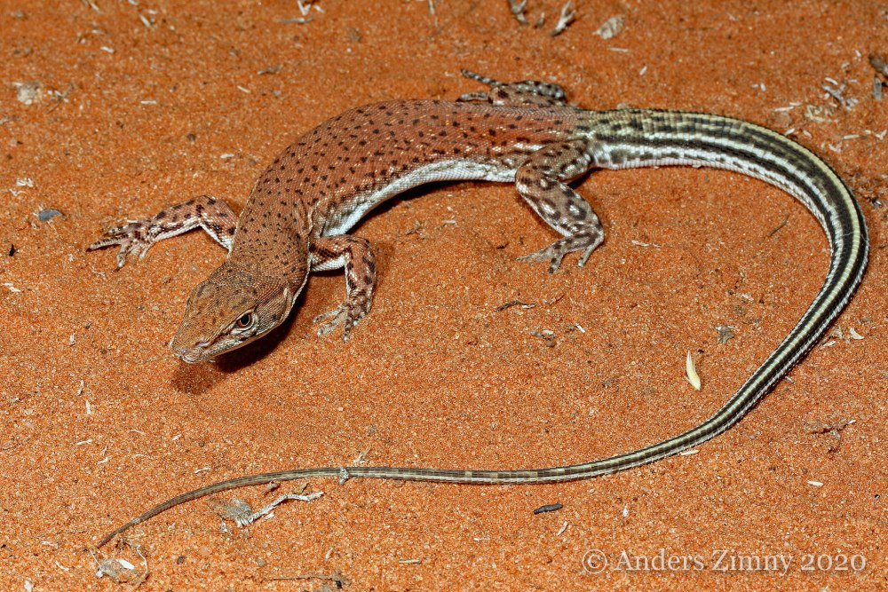 Varanus eremius