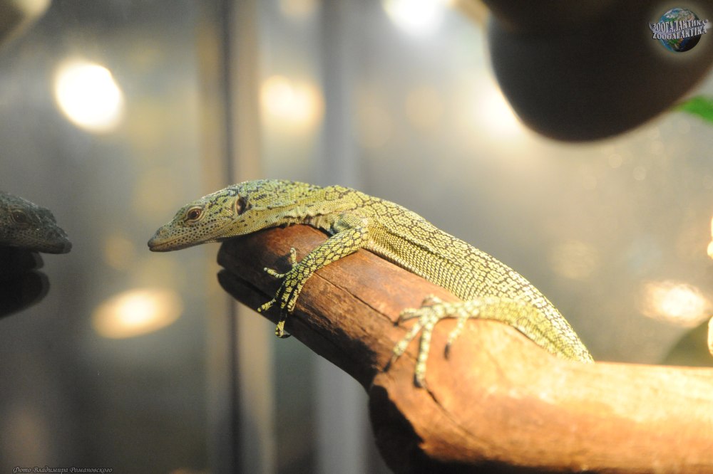 Смарагдовый Варан