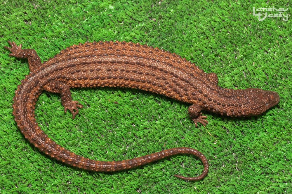 Lanthanotus borneensis