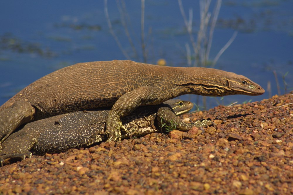 Варан Сторра