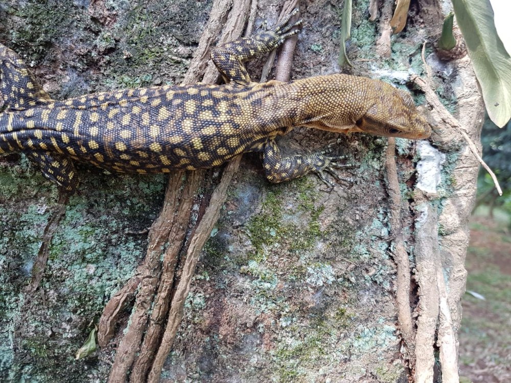 Varanus similis