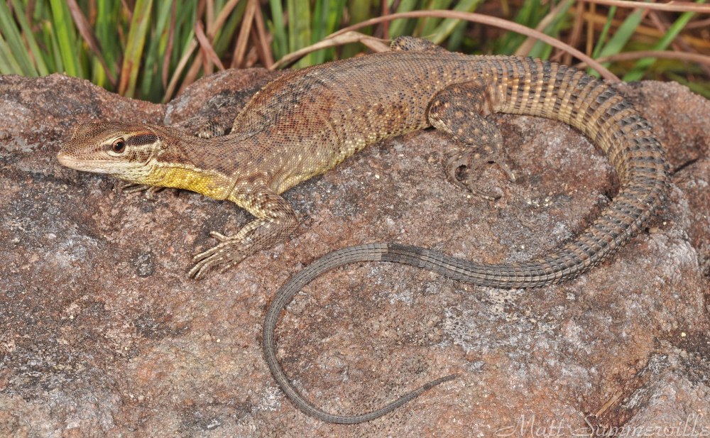 Варан в кафе Австралии