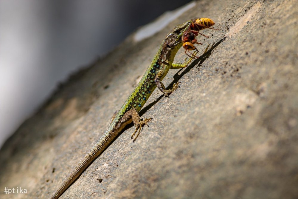 Скальная ящерица Браунера
