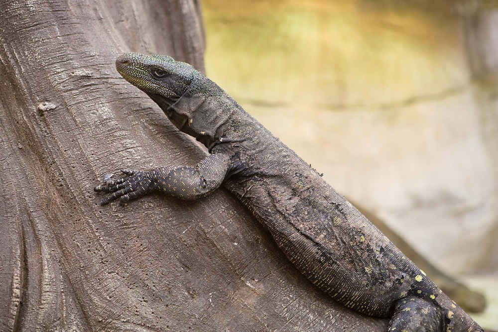 Варан Сторра