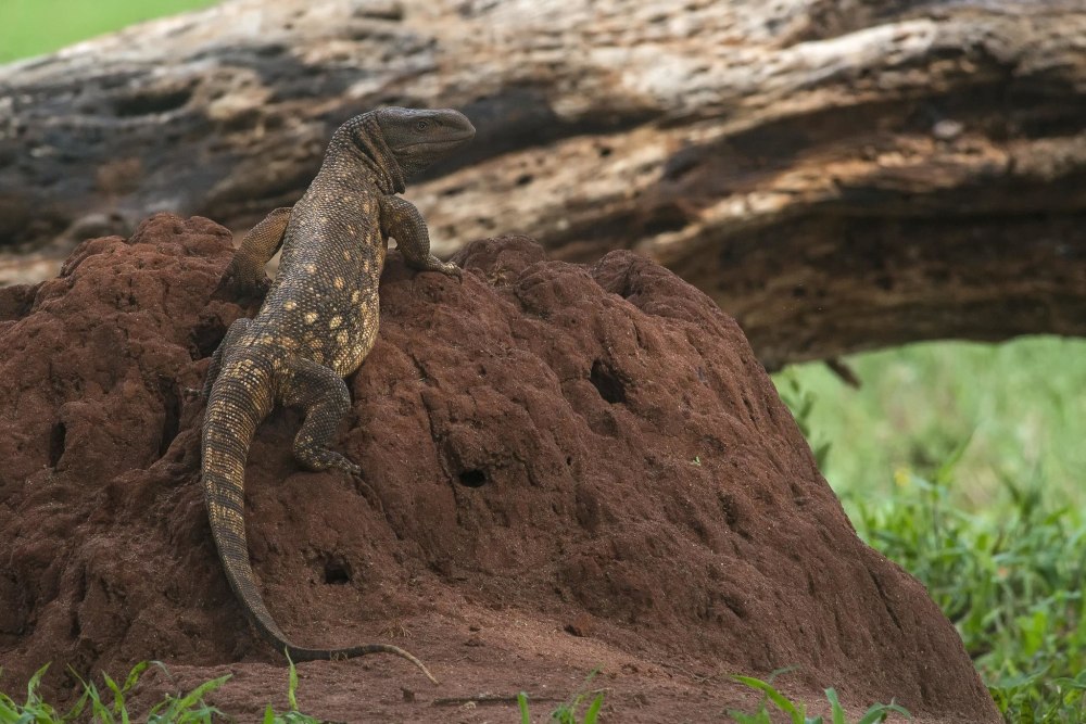 Varanus albigularis