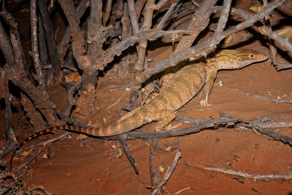 Пустынный Варан Судан