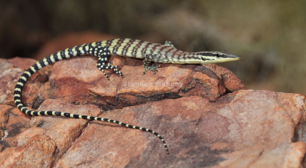 Скальный Варан