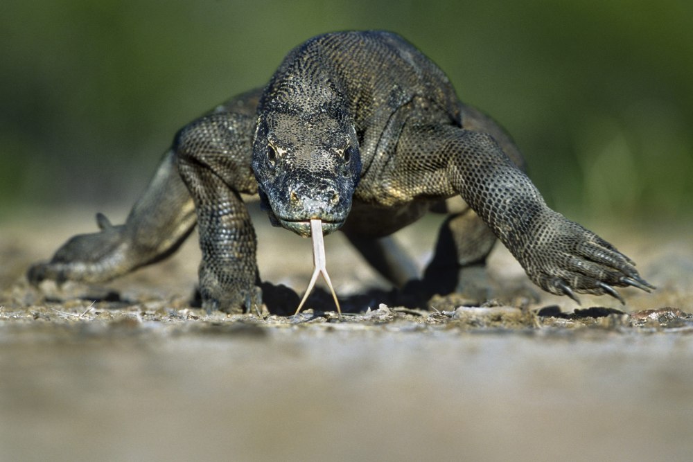 Комодский Варан вес