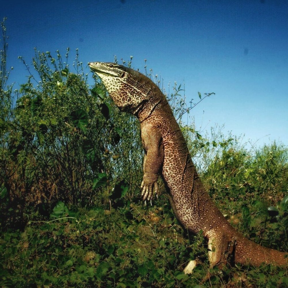 Командорский Варан