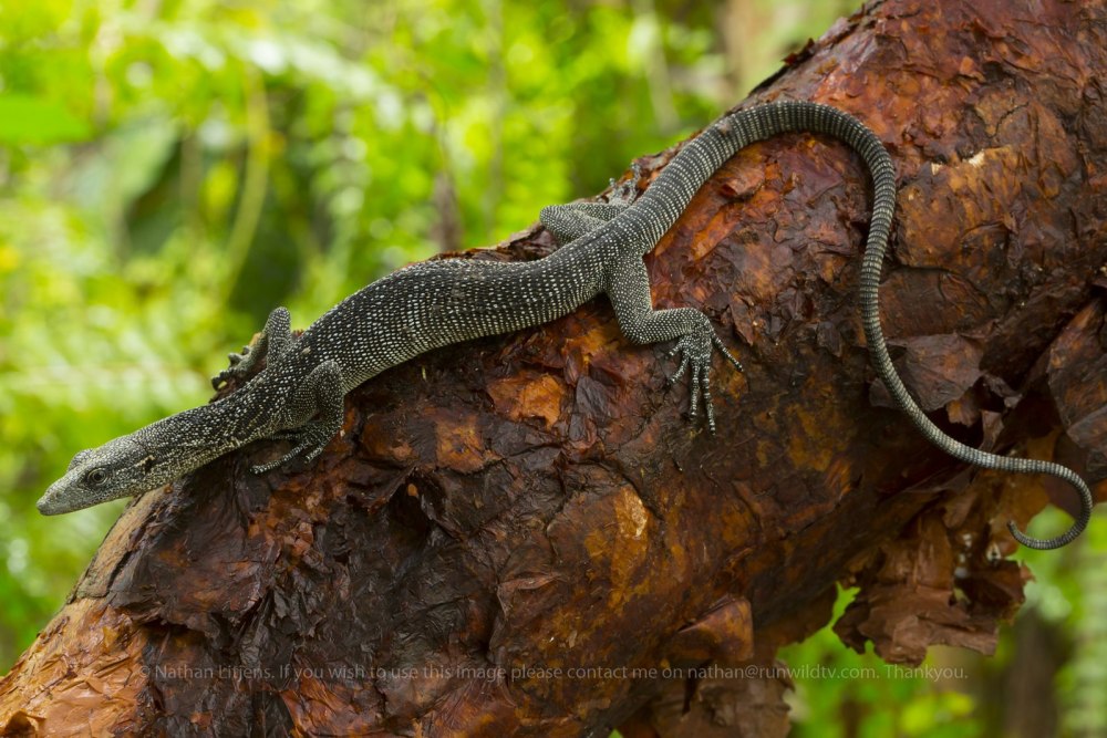 Ящерица Варан Нильский