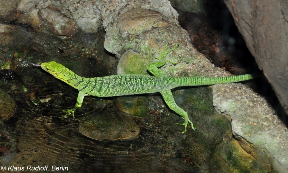 Варан биакский