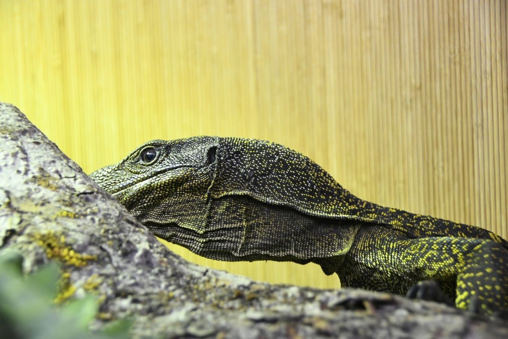 Тульский экзотариум ящерицы