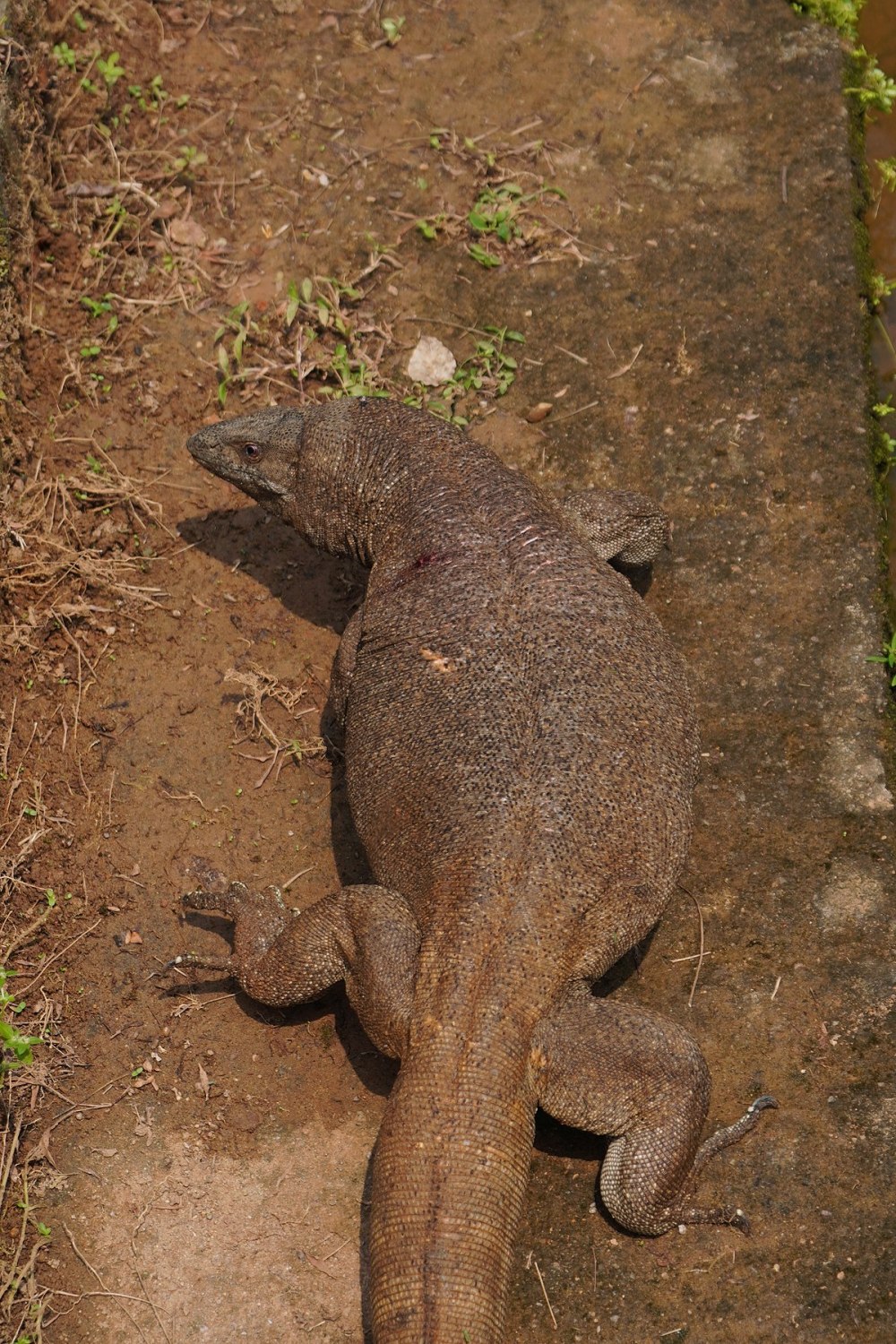 Варан за 5000 рублей