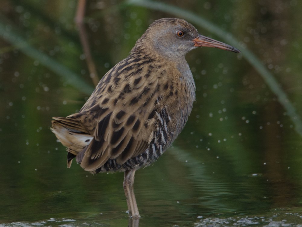 Водяной Пастушок – Rallus aquaticus l., 1758