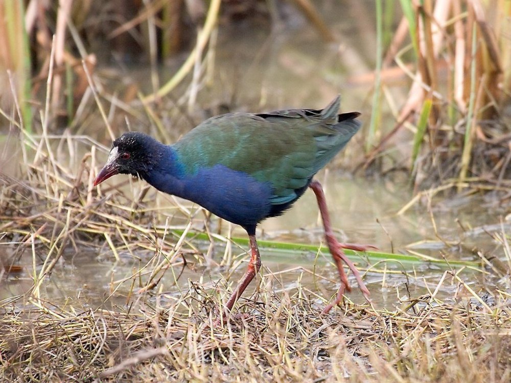 Султанка Porphyrio Porphyrio