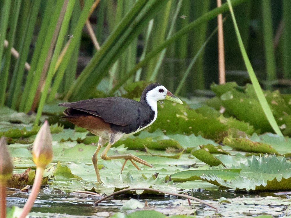 White Waterhen Bird