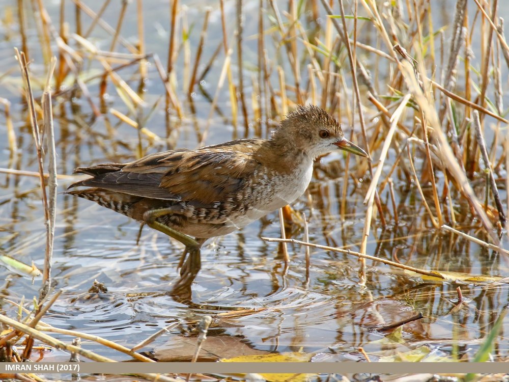 Crake Vogel