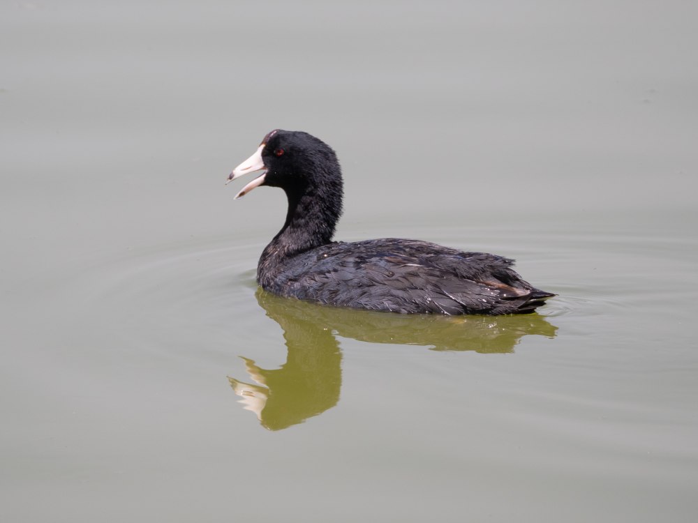 Американская лысуха (Fulica Americana)