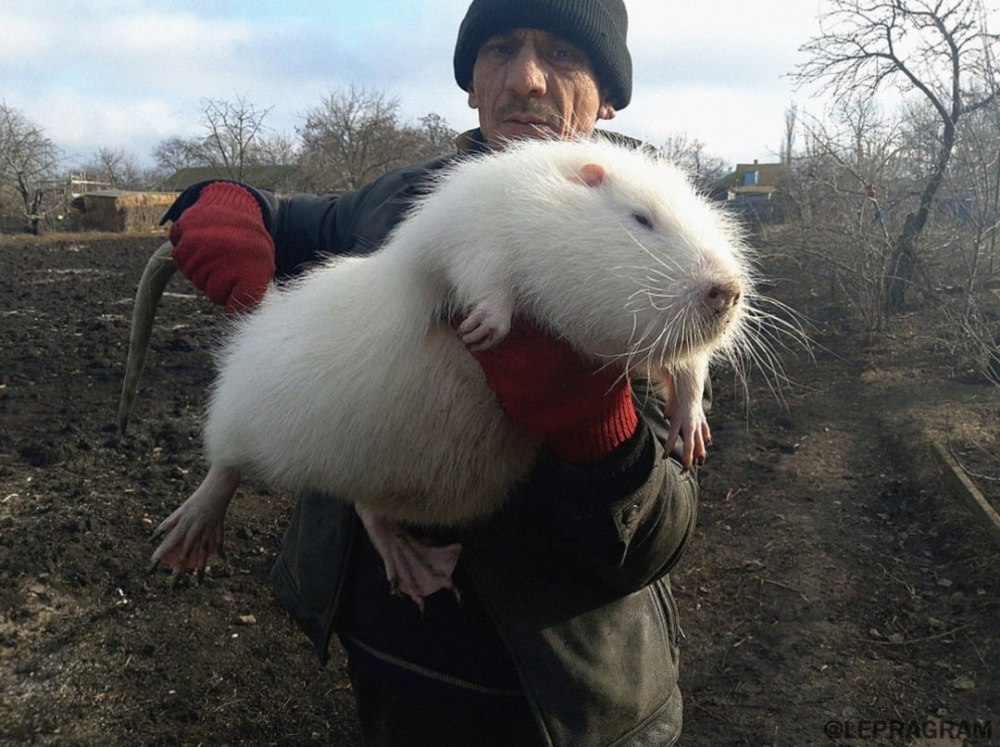 Нутрия альбинос