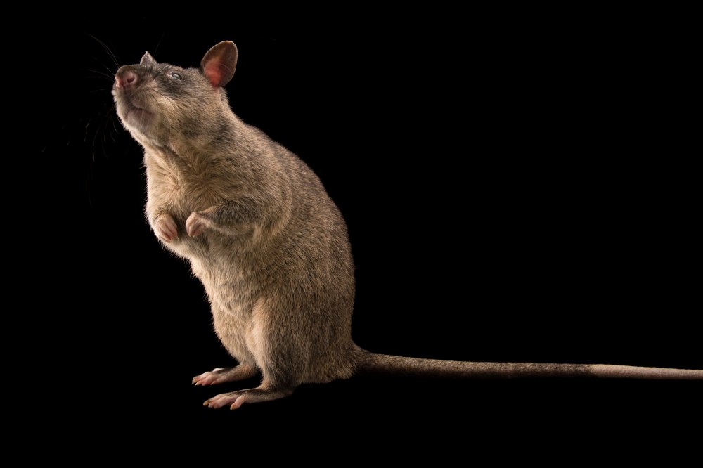 Cricetomys gambianus крыса