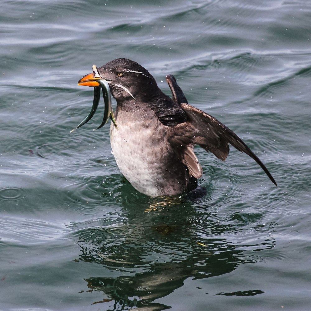 Тупик-носорог в Дальневосточном морском заповеднике