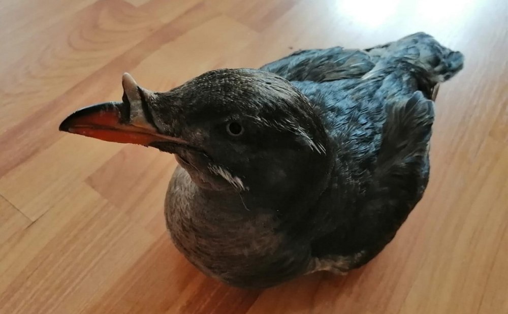 Состояние как у птицы 12 букв