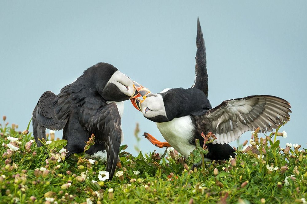 Тупик взлетает