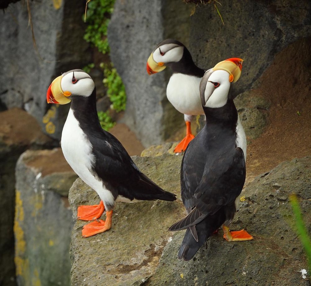 Тупик много