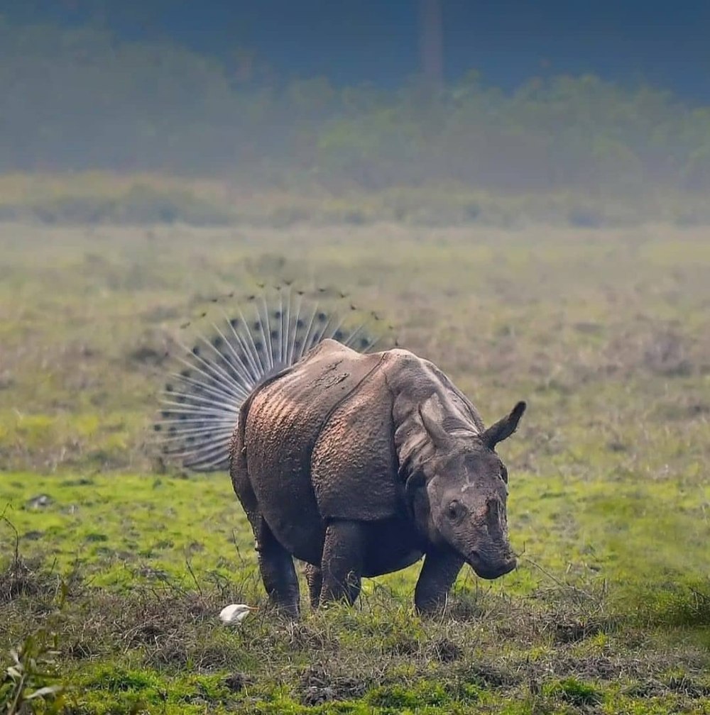 Яйца животных носорог