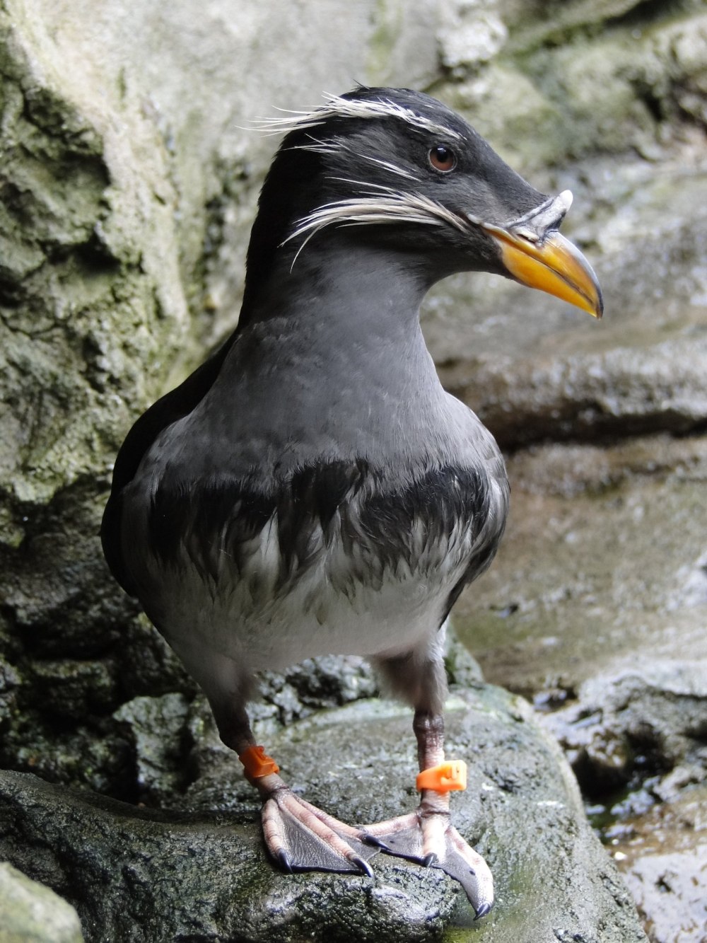 Тупик-носорог в Дальневосточном морском заповеднике