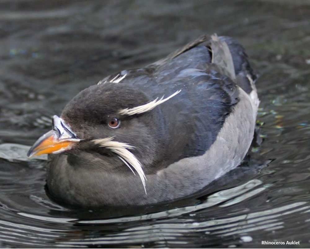 Rhinoceros Auklet