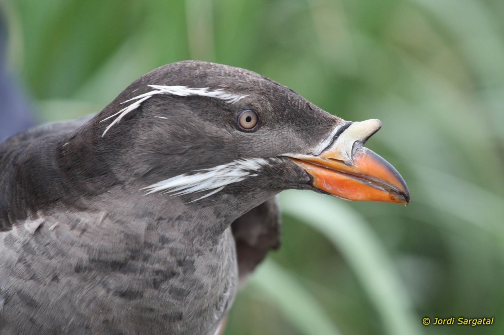 Тупик носорог птица