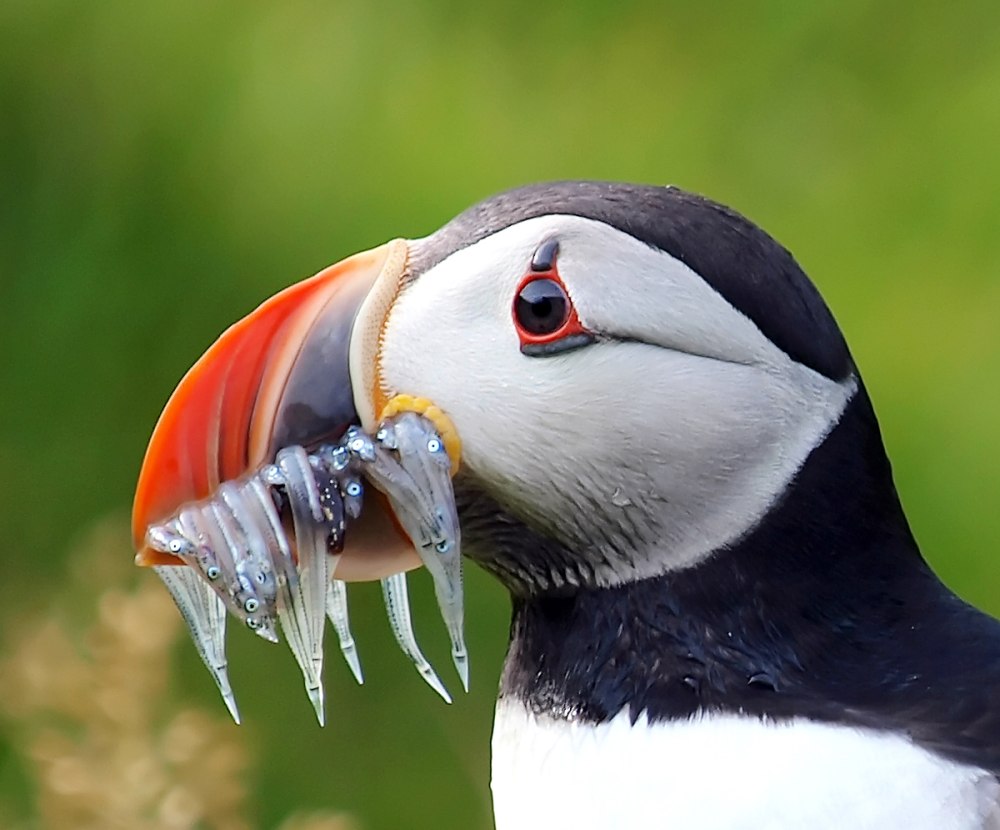 Атлантический паффин