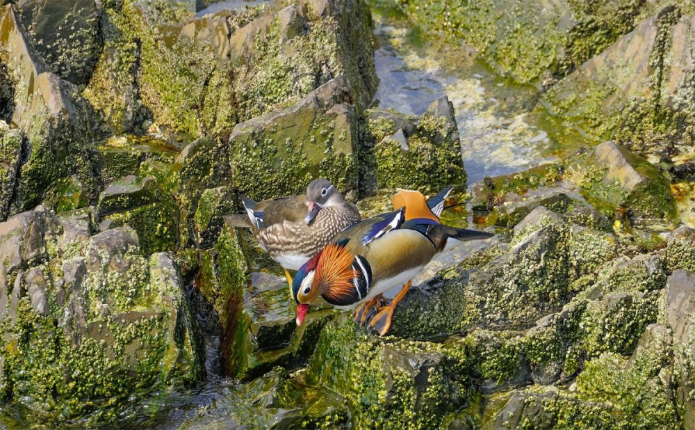 Морской заповедник Петра Великого